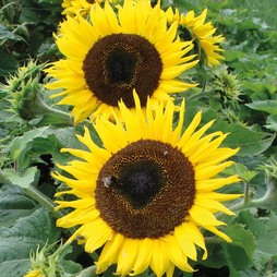 Sunflower 'Choco Sun' - Seeds