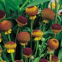 Helenium puberulum 'Autumn Lollipop' - Seeds