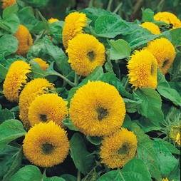 Sunflower 'Teddy Bear' - Seeds