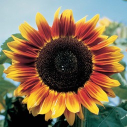 Sunflower 'Solar Eclipse' F1 Hybrid - Seeds