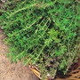Thyme 'Old English'