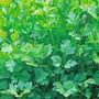 Parsley 'Plain Leaved (Sheeps) 2' (Flat Leaved) - Seeds