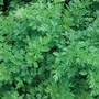 Parsley 'Laura' - Seeds