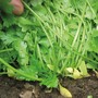 Coriander 'Calypso' - Seeds