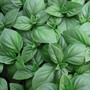 Basil 'Christmas'
