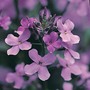 Hesperis matronalis - Seeds