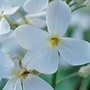 Hesperis matronalis var. albiflora