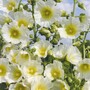 Hollyhock 'Halo White' - Seeds