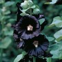 Hollyhock 'Nigra'