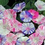 Morning Glory 'Carnevale di Venezia' - Seeds