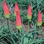 Red Hot Poker 'Traffic Lights' - Seeds