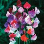 Sweet Pea 'Heirloom Mixed' - Seeds