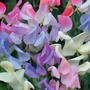 Sweet Pea 'Elegant Ladies' - Seeds