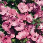 Lavatera trimestris 'Silver Cup' - Seeds