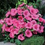 Lavatera trimestris 'Twins Hot Pink' - Seeds