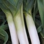 Leek 'Porbella' - Seeds