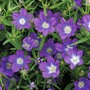 Legousia pentagonia 'Looking Glass'