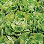 Lettuce 'Arctic King' (Butterhead) - Seeds