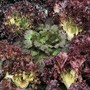 Lettuce 'Colour Shades Mixed' (Loose-Leaf) - Seeds