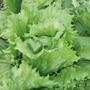 Lettuce 'Great Lakes' (Iceberg/Crisphead) - Heritage Seeds