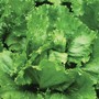 Lettuce 'Lakeland' (Iceberg/Crisphead) - Seeds