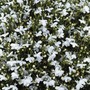 Lobelia erinus compacta 'Snowball' - Seeds