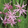 Lychnis flos-cuculi - Seeds