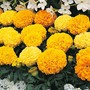 Marigold 'Sunspot Mixed' - Seeds