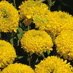 Marigold 'Lemon Mum' - Seeds