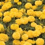 Marigold 'Moon' - Seeds