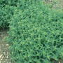 Sweet Marjoram - Seeds