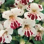 Mimulus x hybridus 'Monkey Magic' F1 Hybrid - Seeds