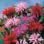 Monarda didyma 'T&M Superb Mixed' - Seeds