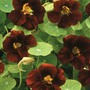 Nasturtium 'Black Velvet' - Seeds