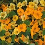 Nasturtium 'St Clements' - Seeds