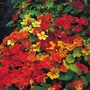 Nasturtium 'Climbing Mixed' - Seeds