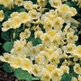 Nasturtium 'Milkmaid' - Seeds