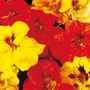 Nasturtium 'Double Gleam Mixed' - Seeds