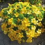 Nasturtium 'Banana Split' - Seeds