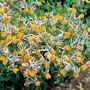 Nemesia cheiranthus 'Shooting Stars' - Seeds