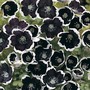 Nemophila menziesii 'Pennie Black' - Seeds