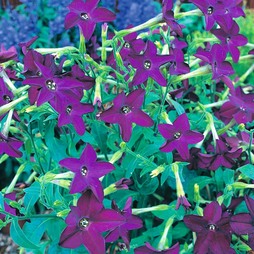 Nicotiana x sanderae 'Perfume Deep Purple' F1 Hybrid - Seeds