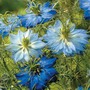 Nigella damascena 'Moody Blues' - Seeds