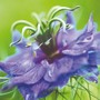 Nigella damascena 'Miss Jekyll' - Seeds