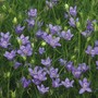 Nigella bucharica 'Blue Stars'