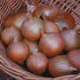 Onion 'Hi Keeper' F1 Hybrid - Seeds