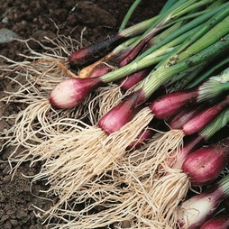 Spring Onion 'Apache' - Seeds