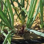 Onion 'Ciboule Red Dragon' (Bunching Onion)