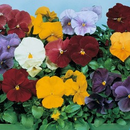 Pansy 'Clear Crystal Mixed' - Seeds