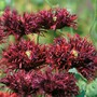 Poppy 'Blackcurrant Fizz'